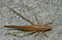 Neoconocephalus velox