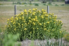 Senecio selloi