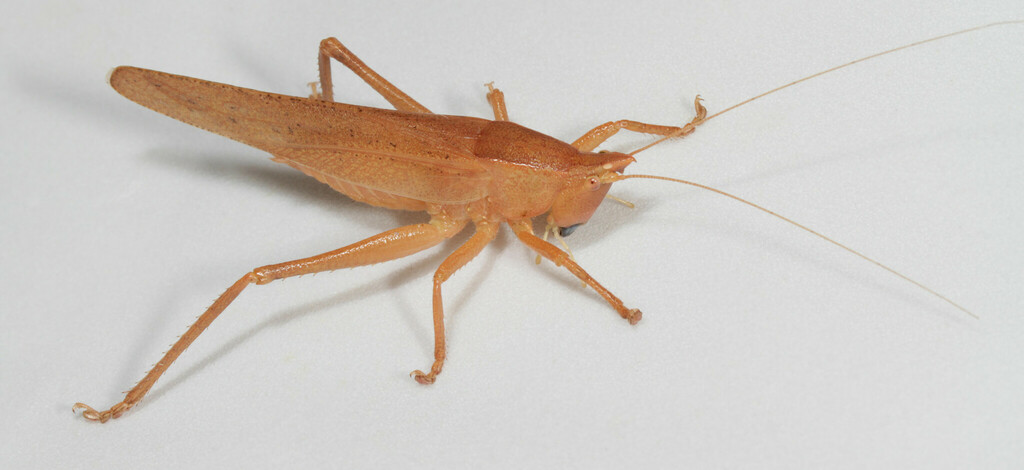 Pyrgocorypha