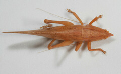 Pyrgocorypha uncinata