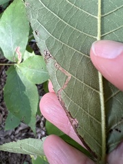 Stigmella betulicola