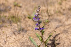 Ajuga australis