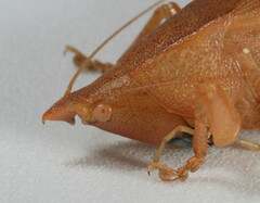 Pyrgocorypha uncinata