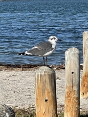 Leucophaeus atricilla