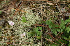 Lespedeza repens
