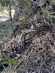 Thamnophis elegans elegans