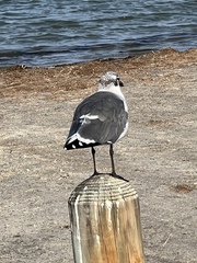 Leucophaeus atricilla