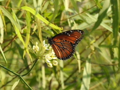Danaus eresimus montezuma