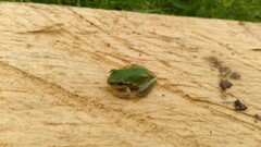 Hyla euphorbiacea