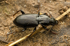 Pterostichus mutus
