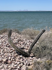 Stenocereus gummosus