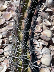 Stenocereus gummosus