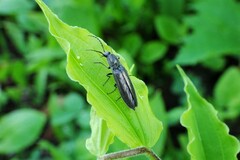 Proludius silvaticus