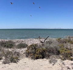 Stenocereus gummosus