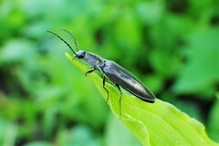 Proludius silvaticus