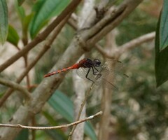 Diplacodes melanopsis