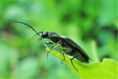 Proludius silvaticus