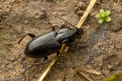 Pterostichus mutus