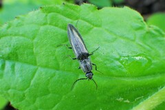 Proludius silvaticus