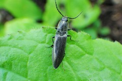 Proludius silvaticus