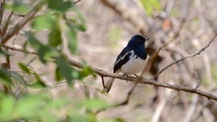 Copsychus albospecularis