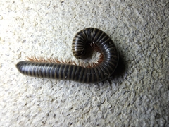 Anadenobolus monilicornis
