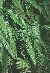 Cranfillia deltoides