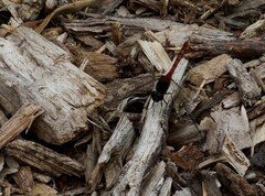 Diplacodes melanopsis
