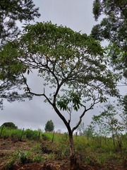 Solanum granulosoleprosum