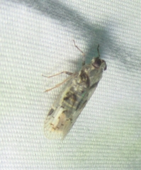 Melanoliarus aridus