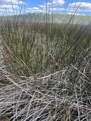 Juncus roemerianus