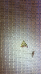 Petrophila canadensis