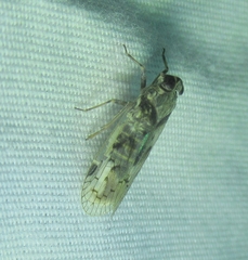 Melanoliarus aridus