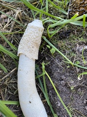 Phallus duplicatus