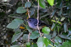 Thamnophilus caerulescens
