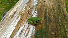 Hyla euphorbiacea
