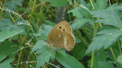 Ringlet