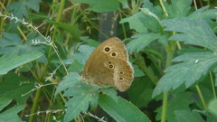 Aphantopus hyperantus