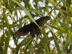 Papilio polyxenes asterius