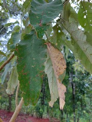Solanum granulosoleprosum