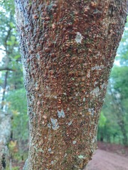 Solanum granulosoleprosum