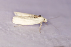 Antaeotricha