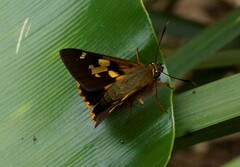 Trapezites symmomus