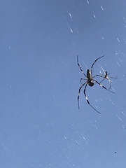 Trichonephila clavata