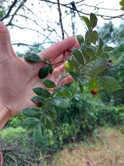 Schinus terebinthifolia