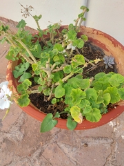 Pelargonium