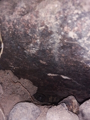 Heloderma horridum