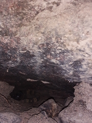 Heloderma horridum