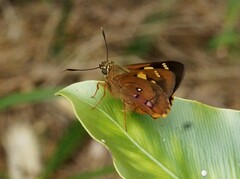 Trapezites symmomus