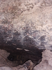Heloderma horridum